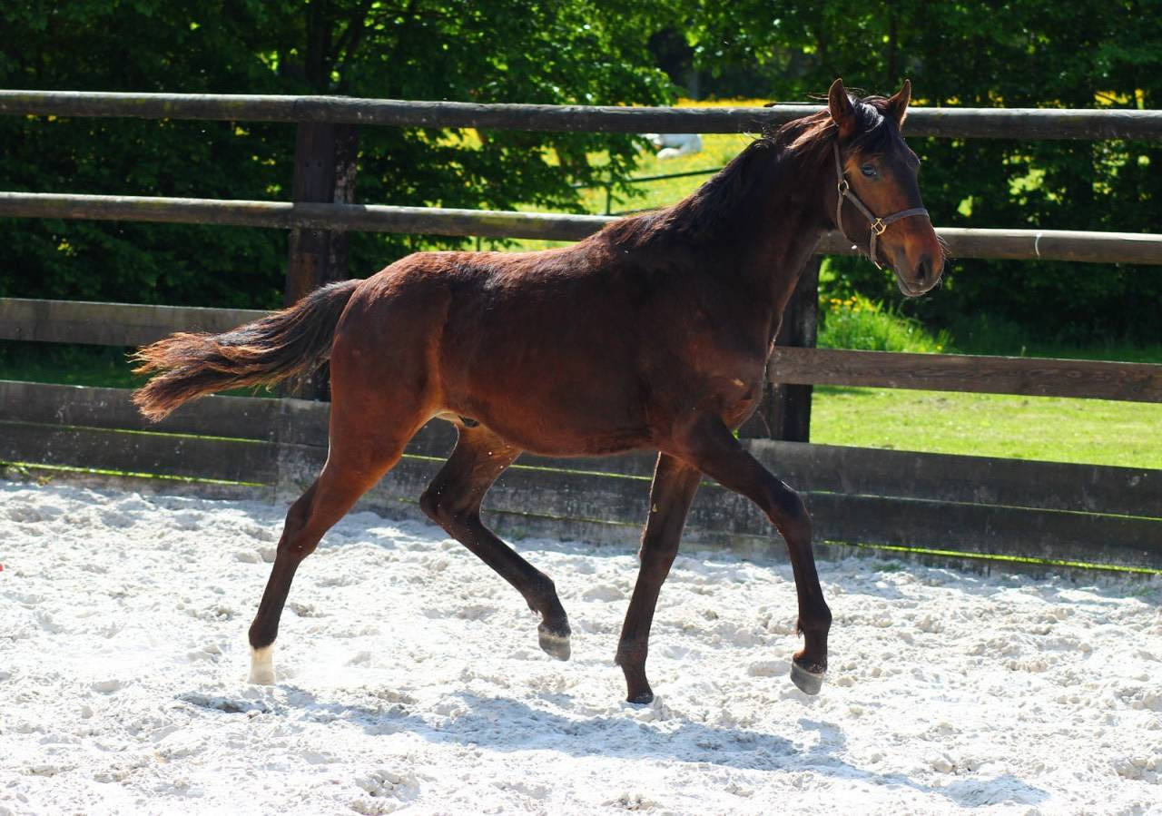 Poulain dressage Z 