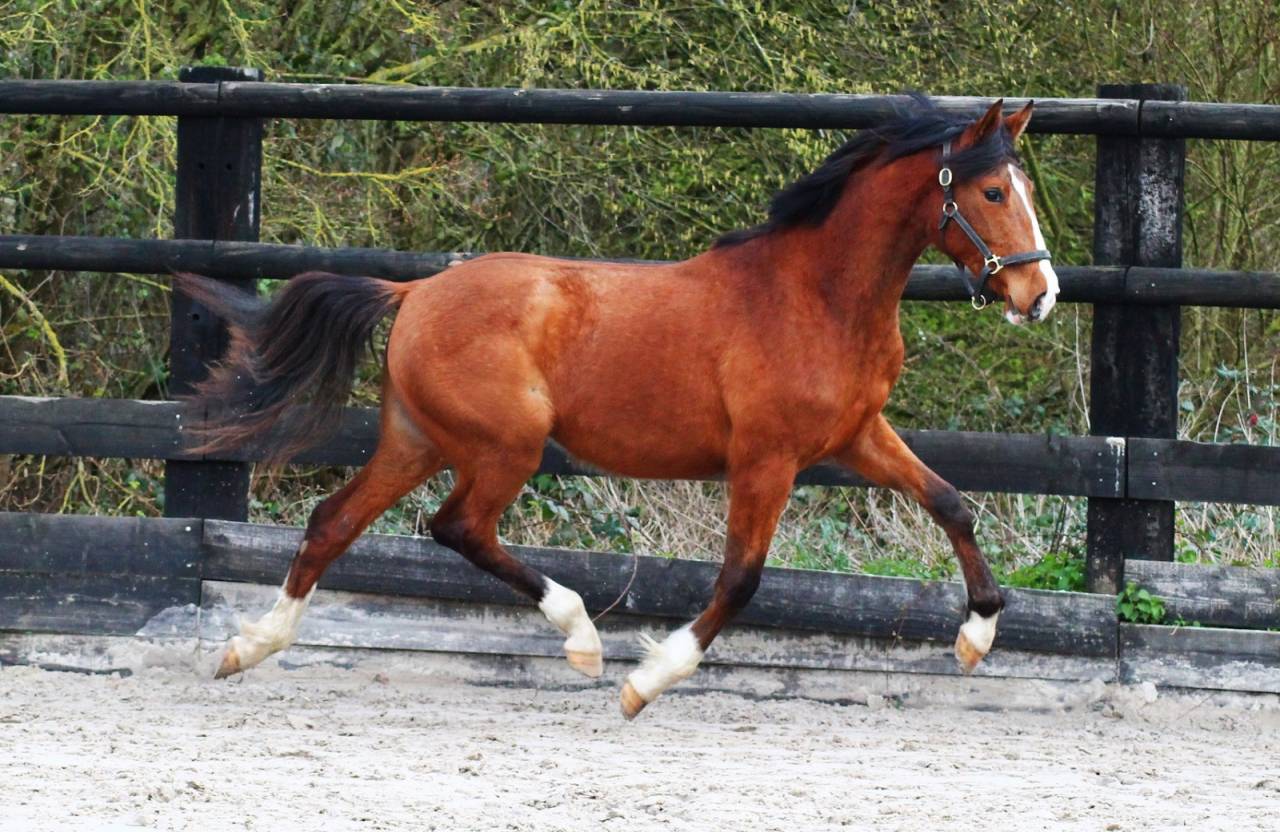 Jument dressage 2 ans 