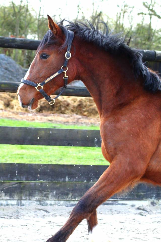 Jument dressage 2 ans 