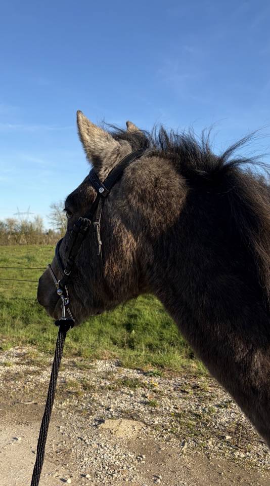 Poney C &agrave; vendre 