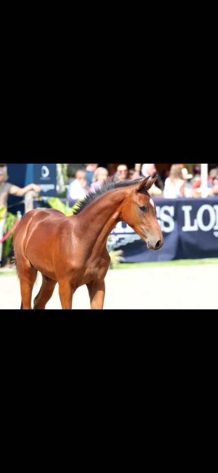 Poulini&egrave;re tr&egrave;s bonne souche maternelle 