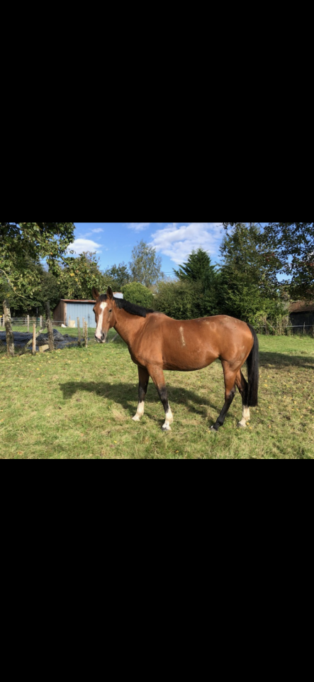 Poulini&egrave;re tr&egrave;s bonne souche maternelle 