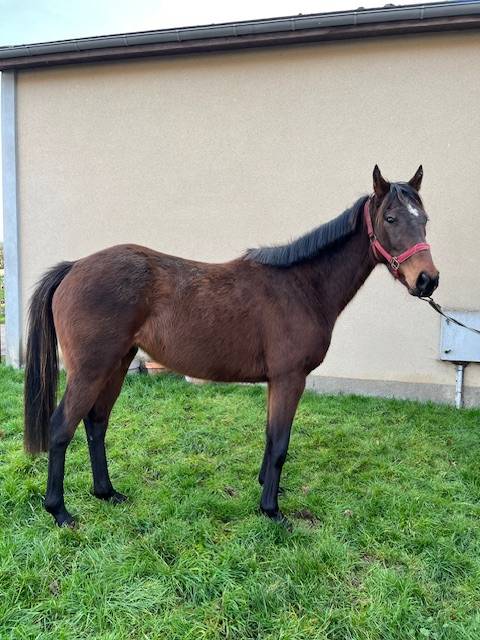 PETIT CHEVAL FEMELLE POUVANT ETRE POULINIERE
