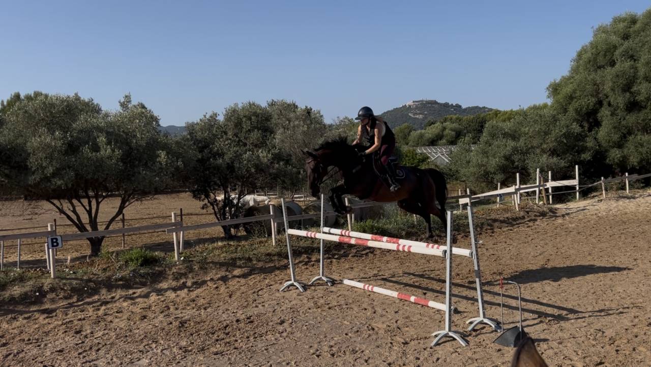 ✨ &Agrave; VENDRE &ndash; Hongre Selle Fran&ccedil;ais 8 ans ✨