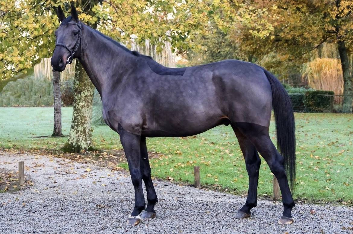 ✨ &Agrave; VENDRE &ndash; Hongre Selle Fran&ccedil;ais 8 ans ✨