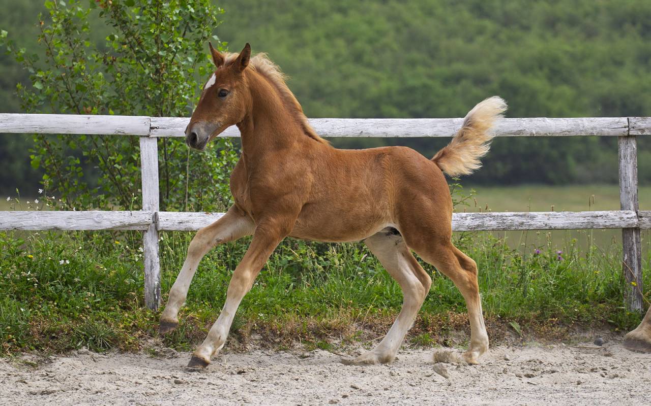 Superbe pouliche ib&eacute;rique baroque bai silver