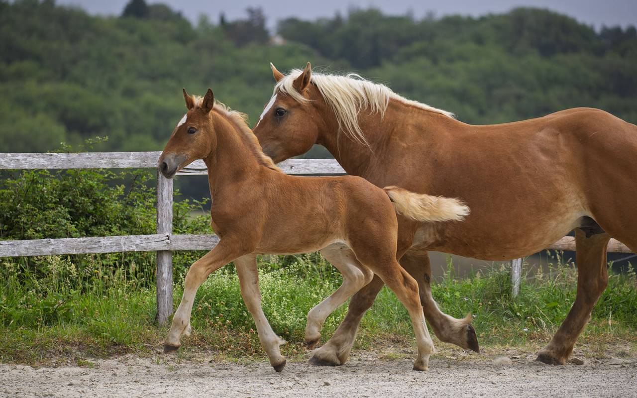 Superbe pouliche ib&eacute;rique baroque bai silver
