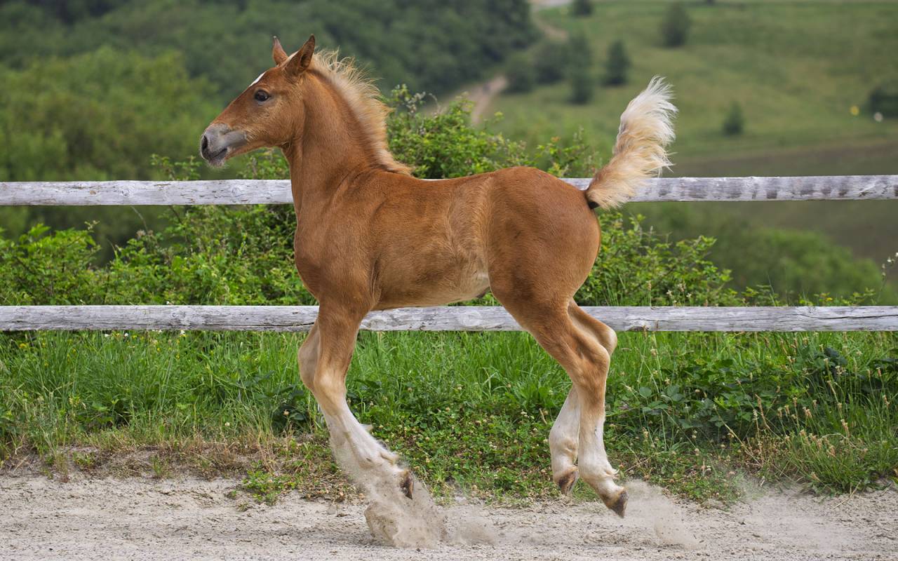 Superbe pouliche ib&eacute;rique baroque bai silver