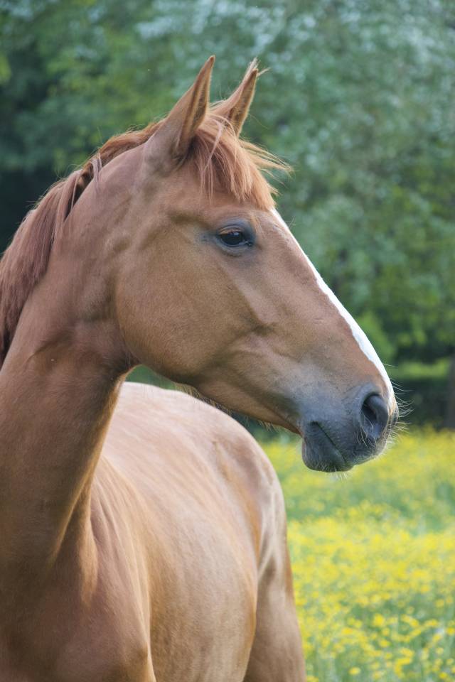 Jument Selle fran&ccedil;ais 