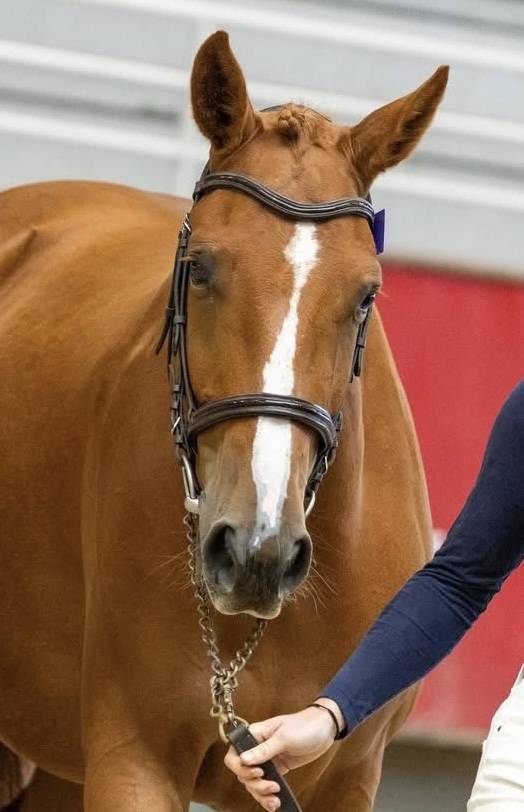 Jument Selle fran&ccedil;ais 