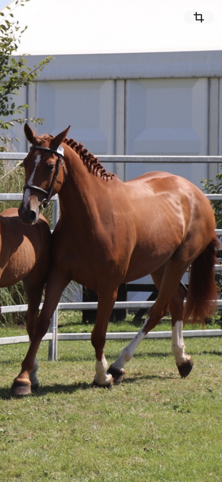 Jument Selle fran&ccedil;ais 