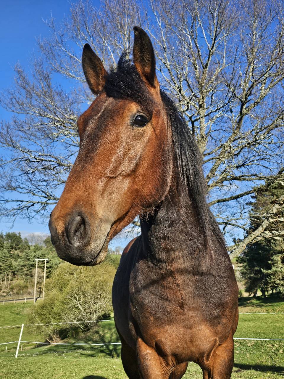 Poney New Forest