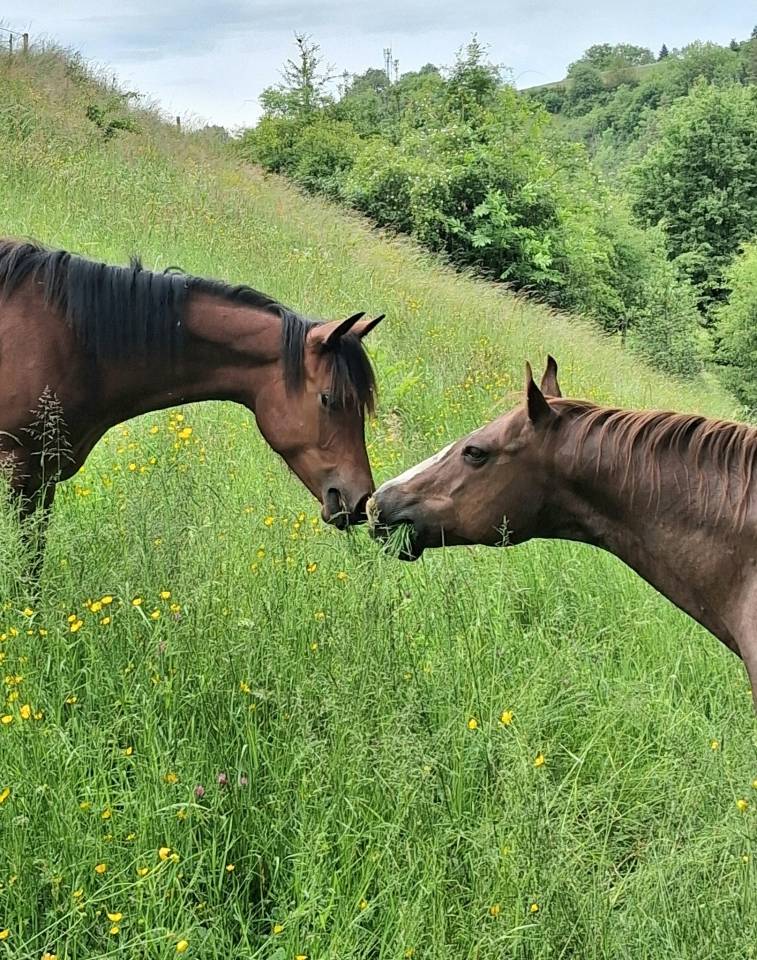 Pouliche QUarter Horse PP 2024
