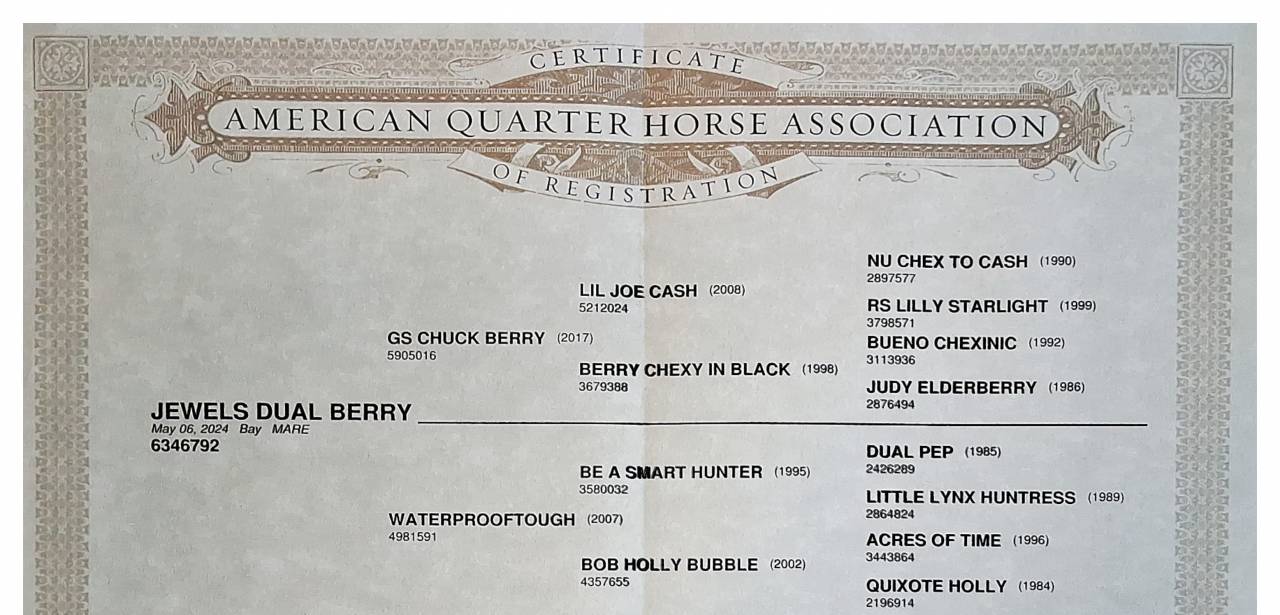 Pouliche QUarter Horse PP 2024