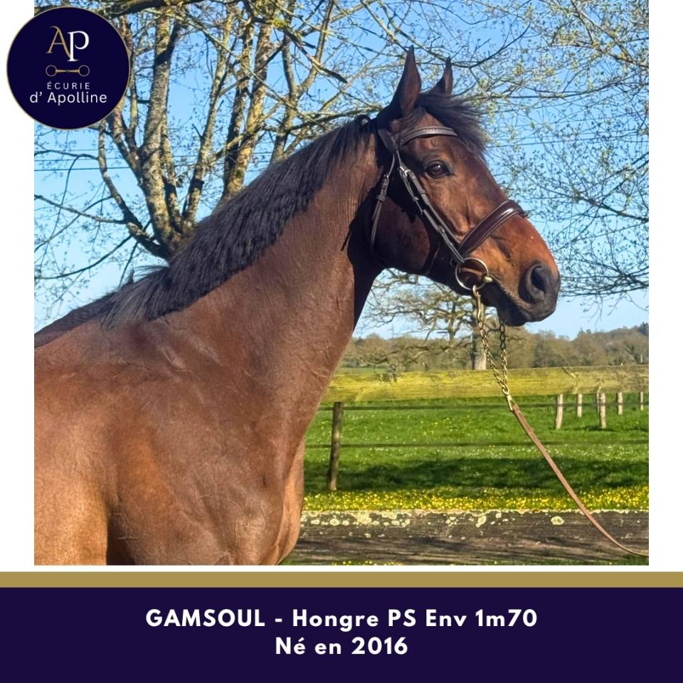 Magnifique cheval env 1m70 pour bonne maison