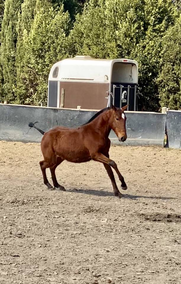 Pouliche lusitanienne 
