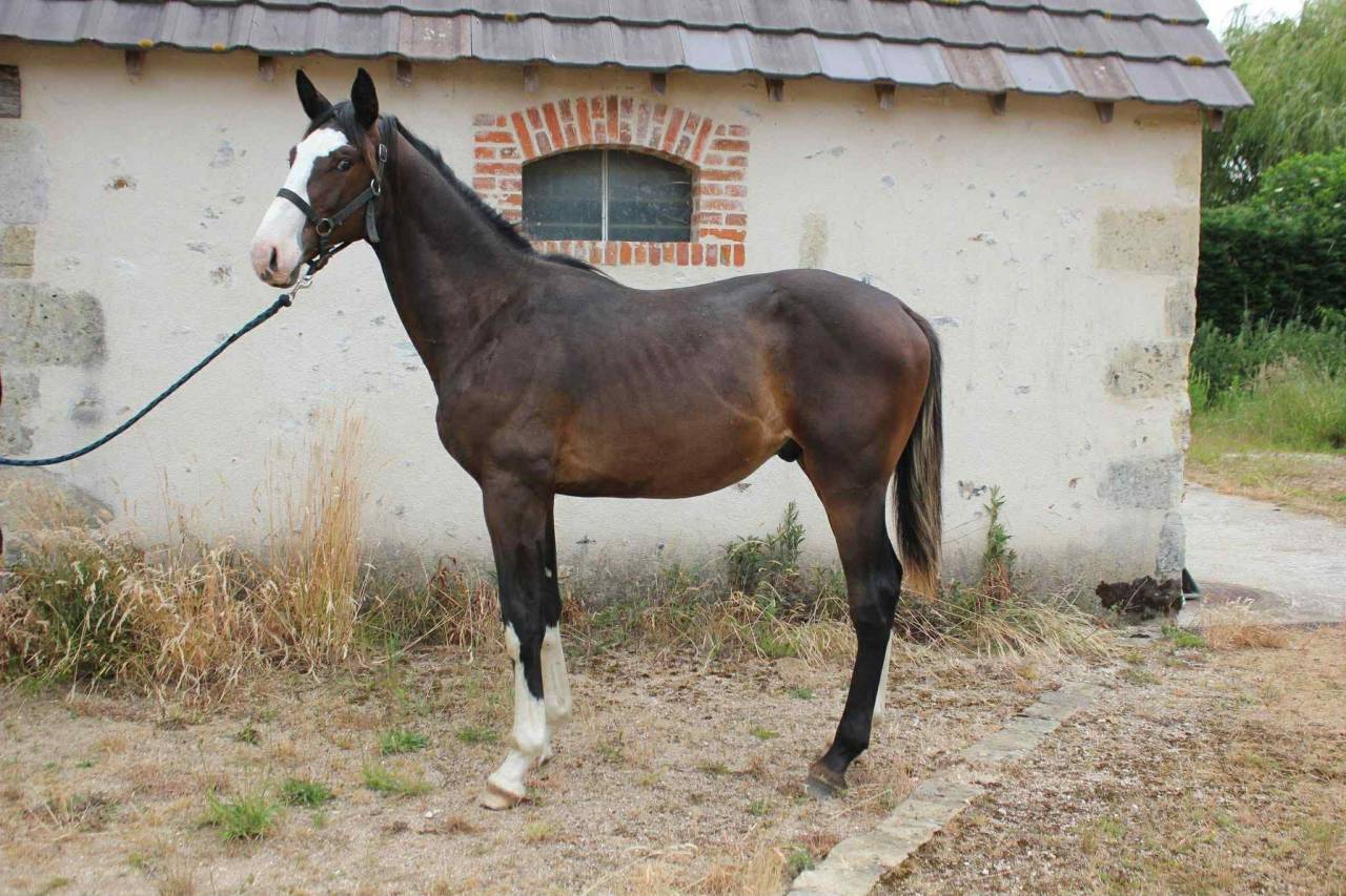 Poulain 2 ans, excellentes origines
