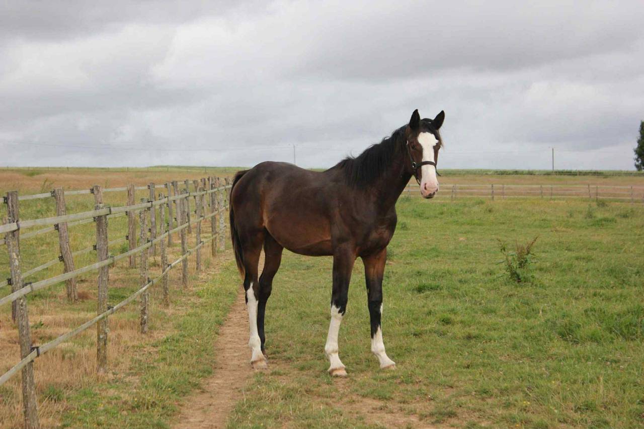 Poulain 2 ans, excellentes origines