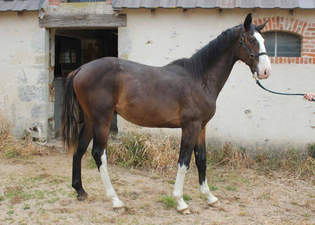 Poulain 2 ans, excellentes origines
