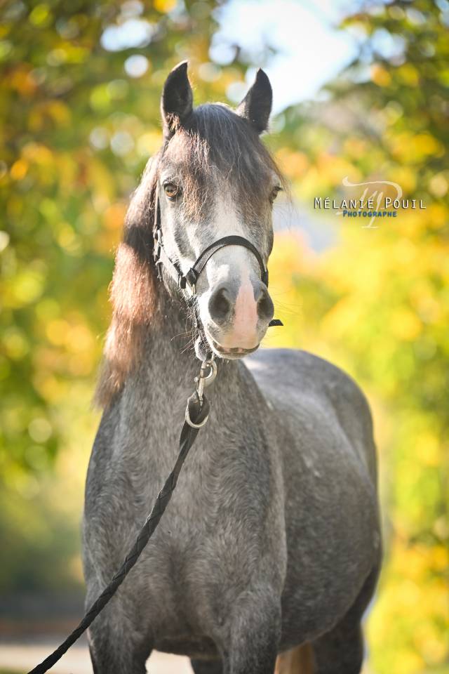 Poney d'enfant typ&eacute; sport/loisir 