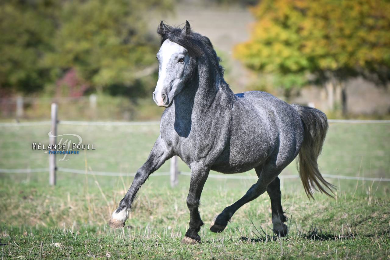 Poney d'enfant typ&eacute; sport/loisir 