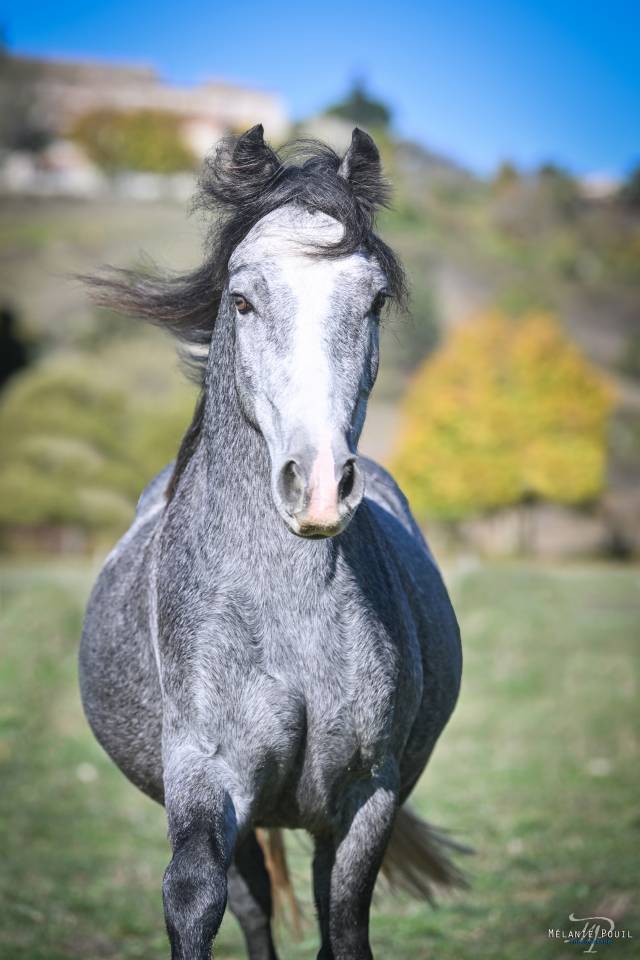 Poney d'enfant typ&eacute; sport/loisir 