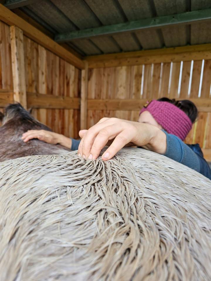 Shiatsu &eacute;quin