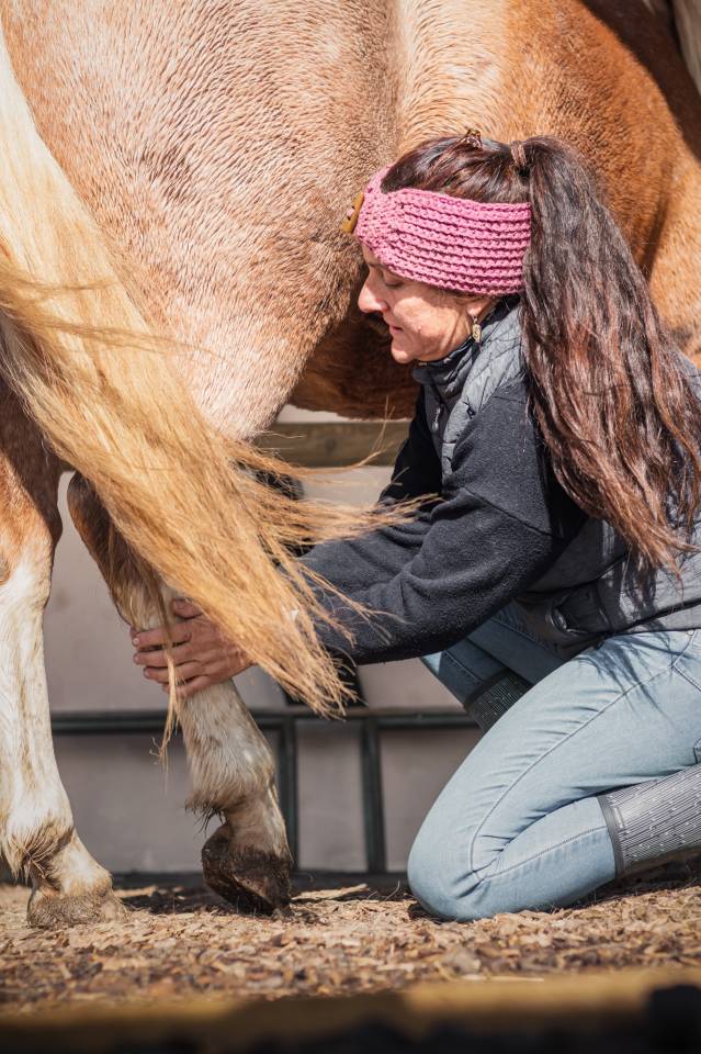 Shiatsu &eacute;quin Bourgogne- Auvergne