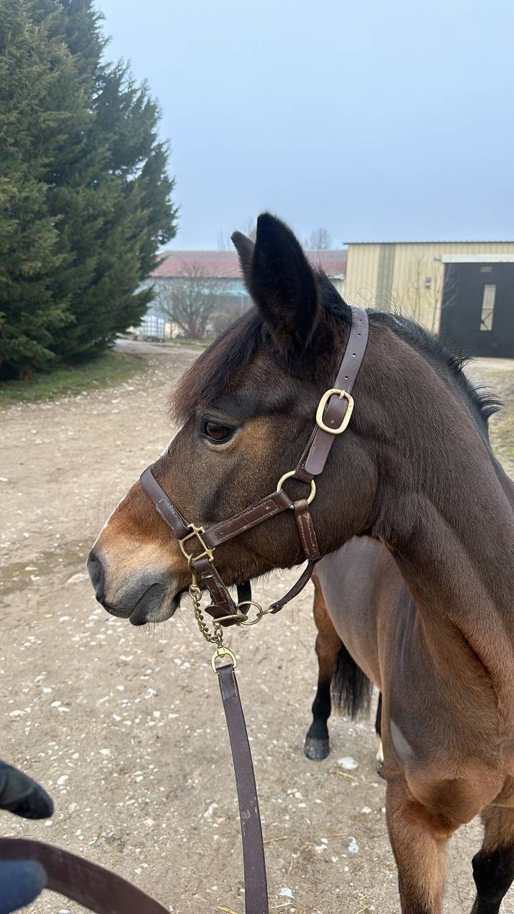 Ponette de as 1 &agrave; vendre 