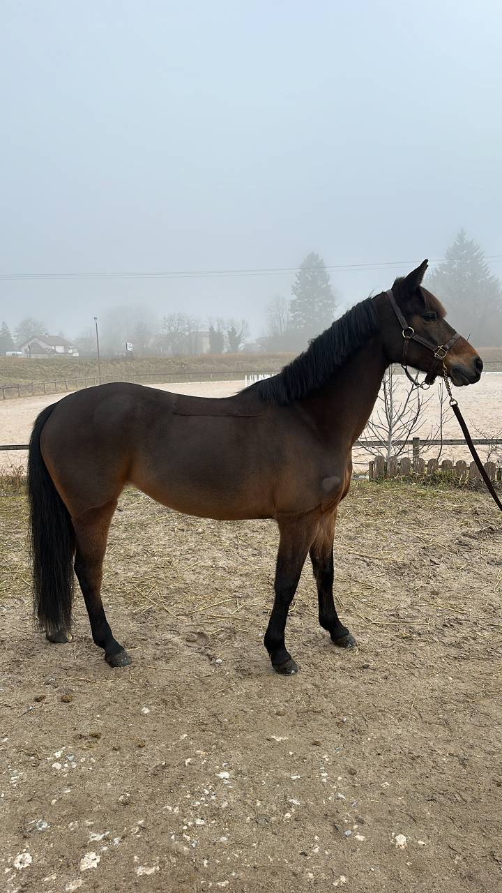 Ponette de as 1 &agrave; vendre 
