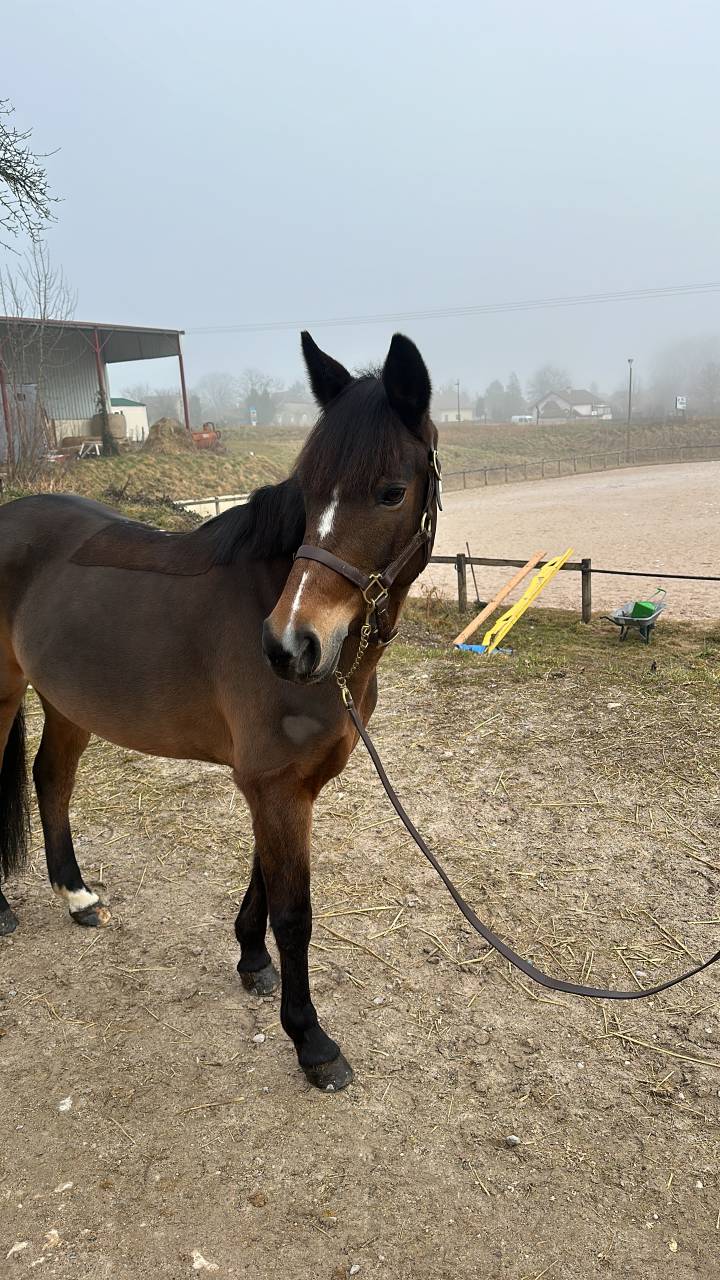 Ponette de as 1 &agrave; vendre 