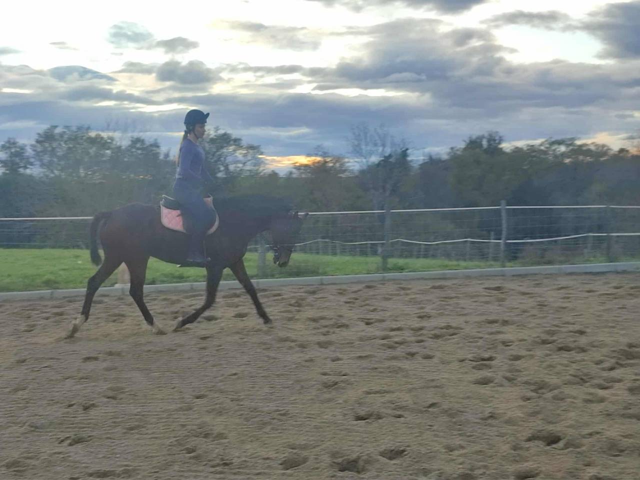 A louer Anglo Arabe 6 ans 