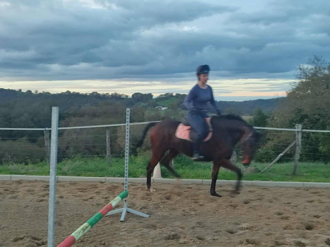 A louer Anglo Arabe 6 ans 