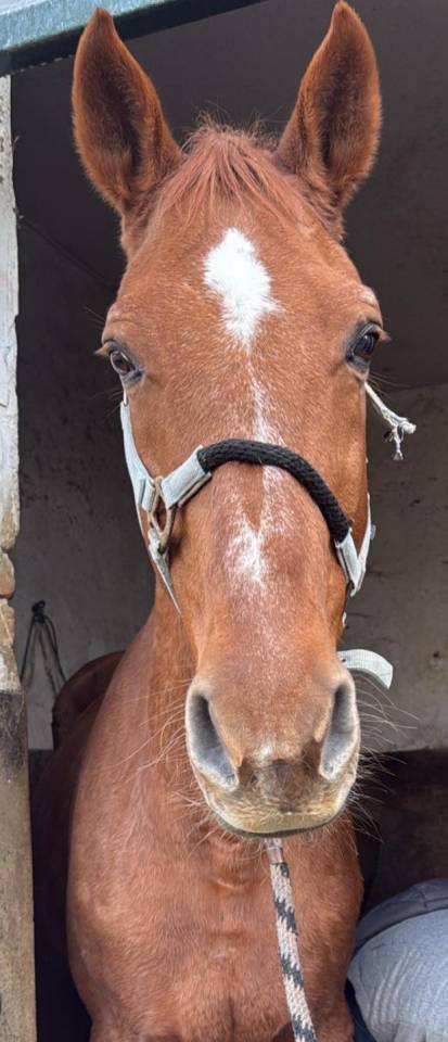 Cheval ma&icirc;tre d&rsquo;&eacute;cole 