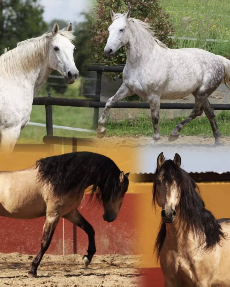 Poulain OC lusitanien x PRE