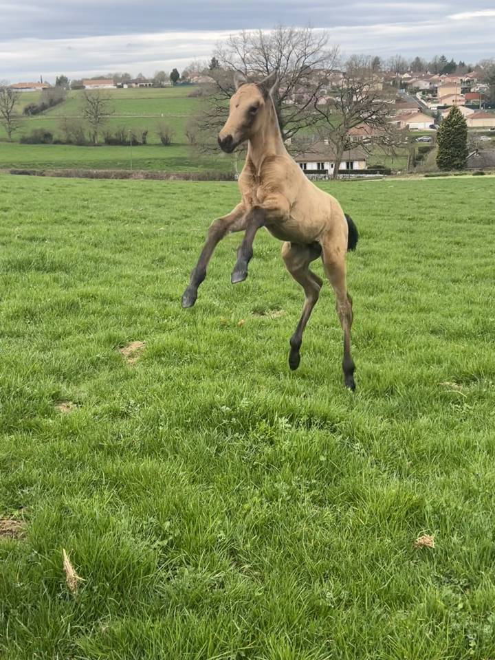 Poulain OC lusitanien x PRE