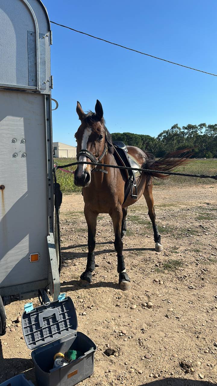 Jument SF x TORNESCH x LUX Z 