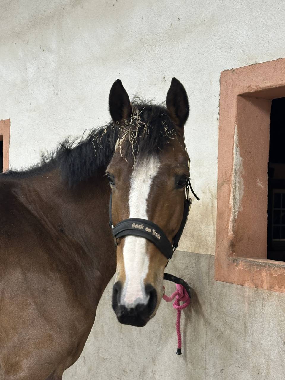 Jument SF x TORNESCH x LUX Z 