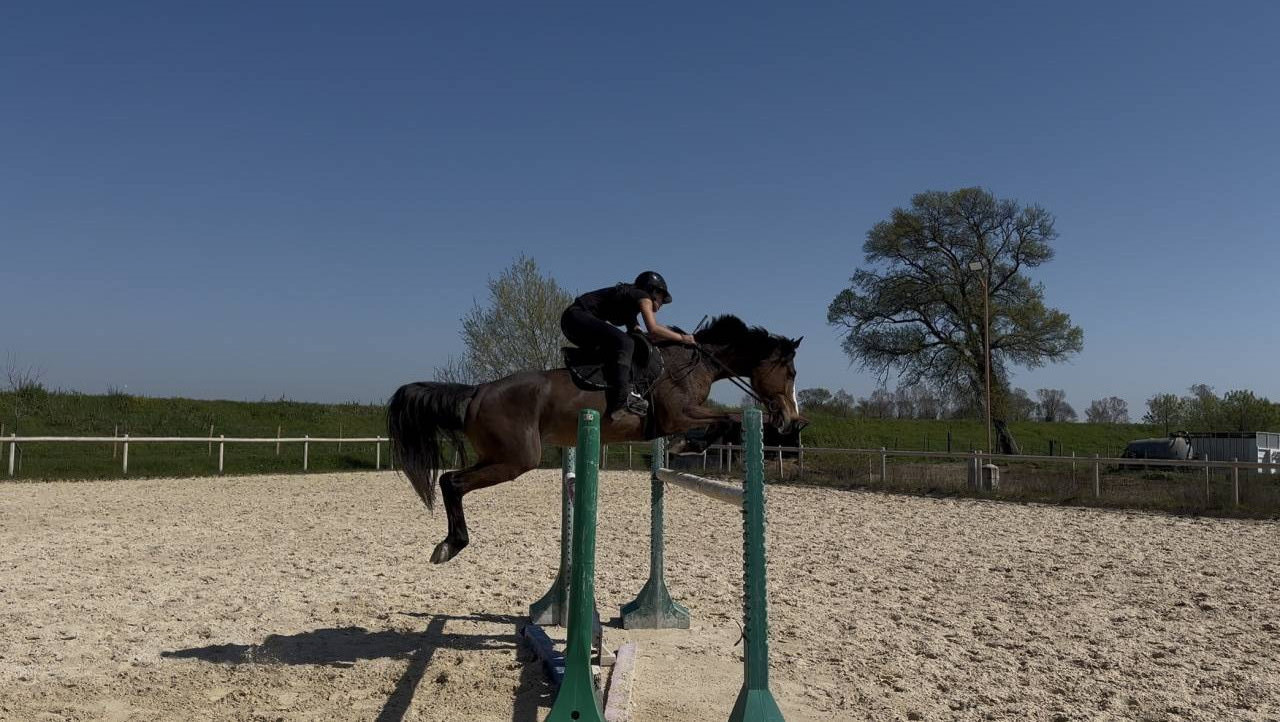 Jument SF x TORNESCH x LUX Z 