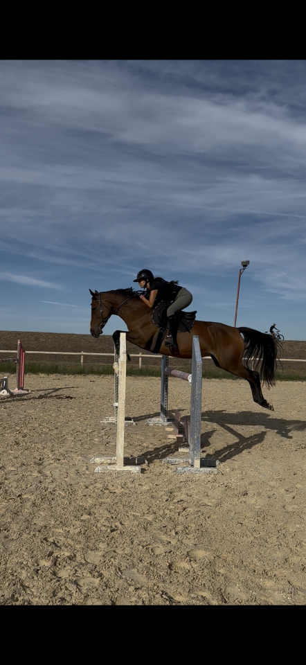 Jument SF x TORNESCH x LUX Z 