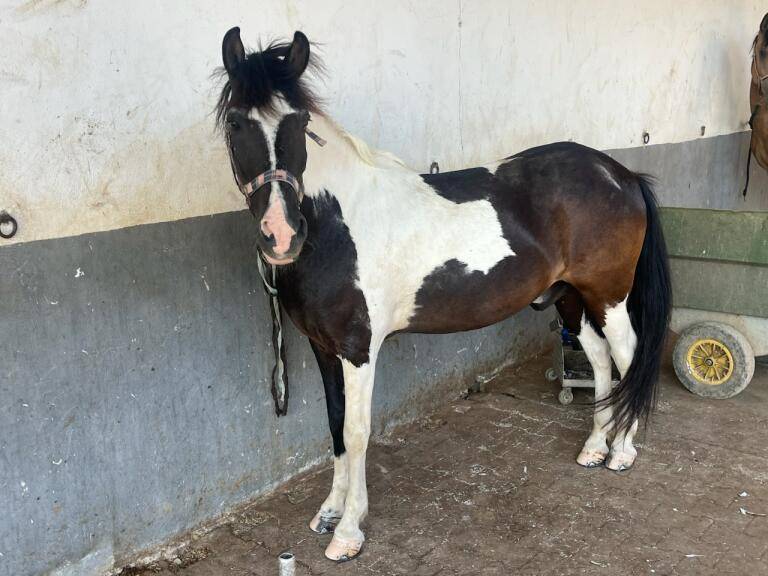 Poney &agrave; Vendre