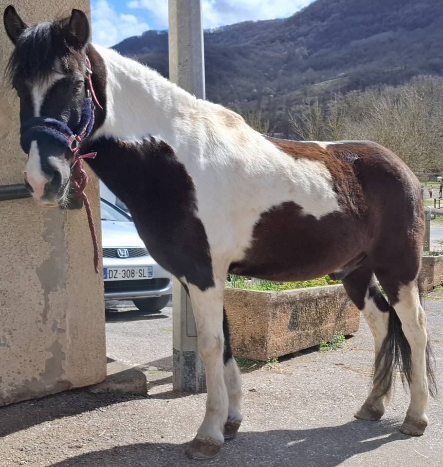 Poney &agrave; Vendre