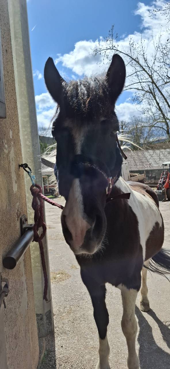 Poney &agrave; Vendre