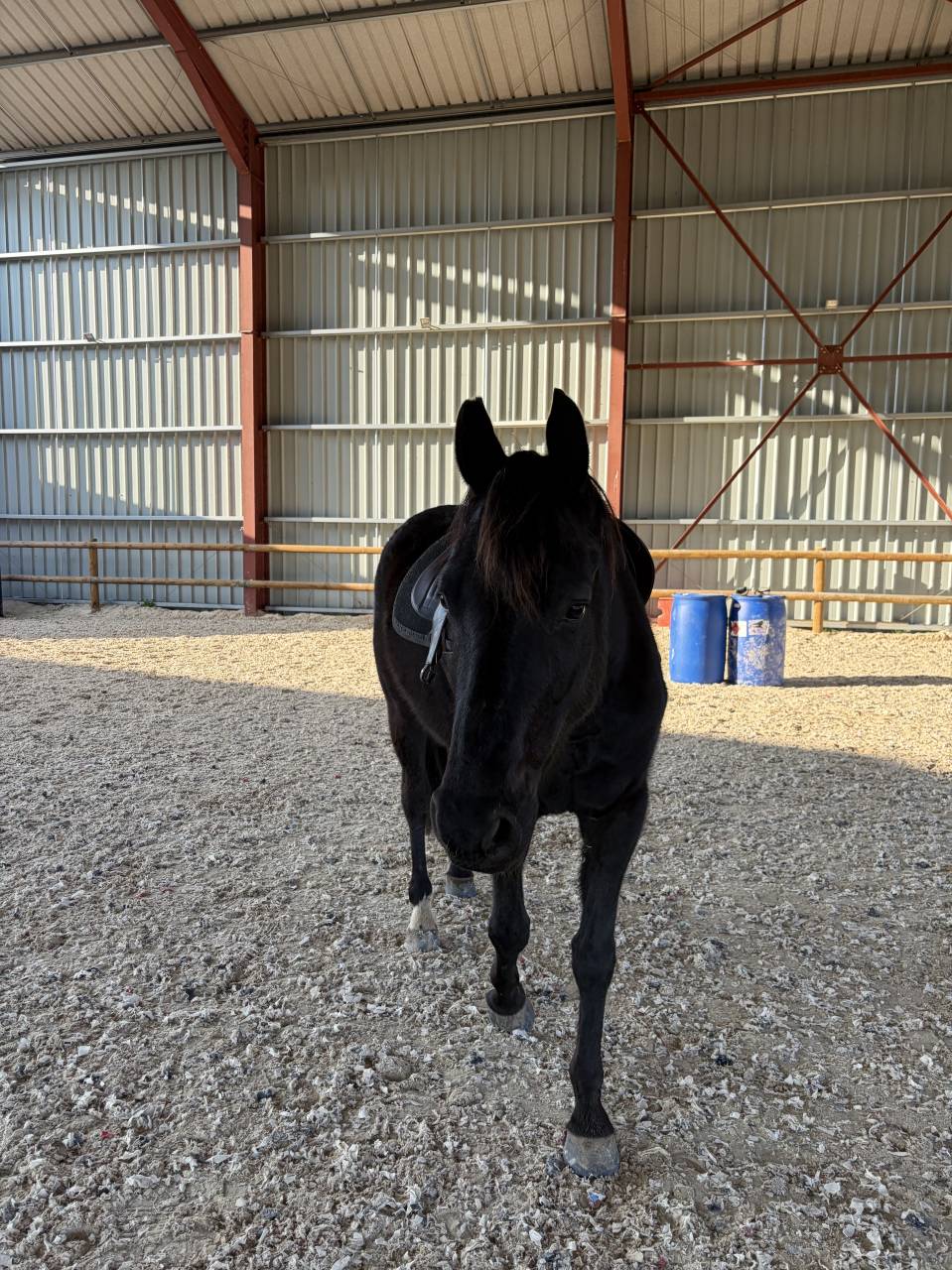 Magnifique Hongre Arabo-Frison &ndash; 4 ans