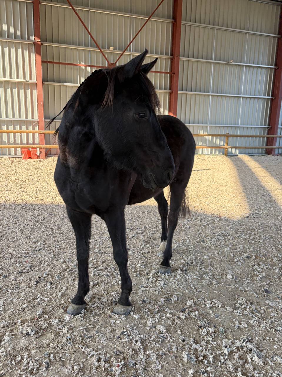 Magnifique Hongre Arabo-Frison &ndash; 4 ans