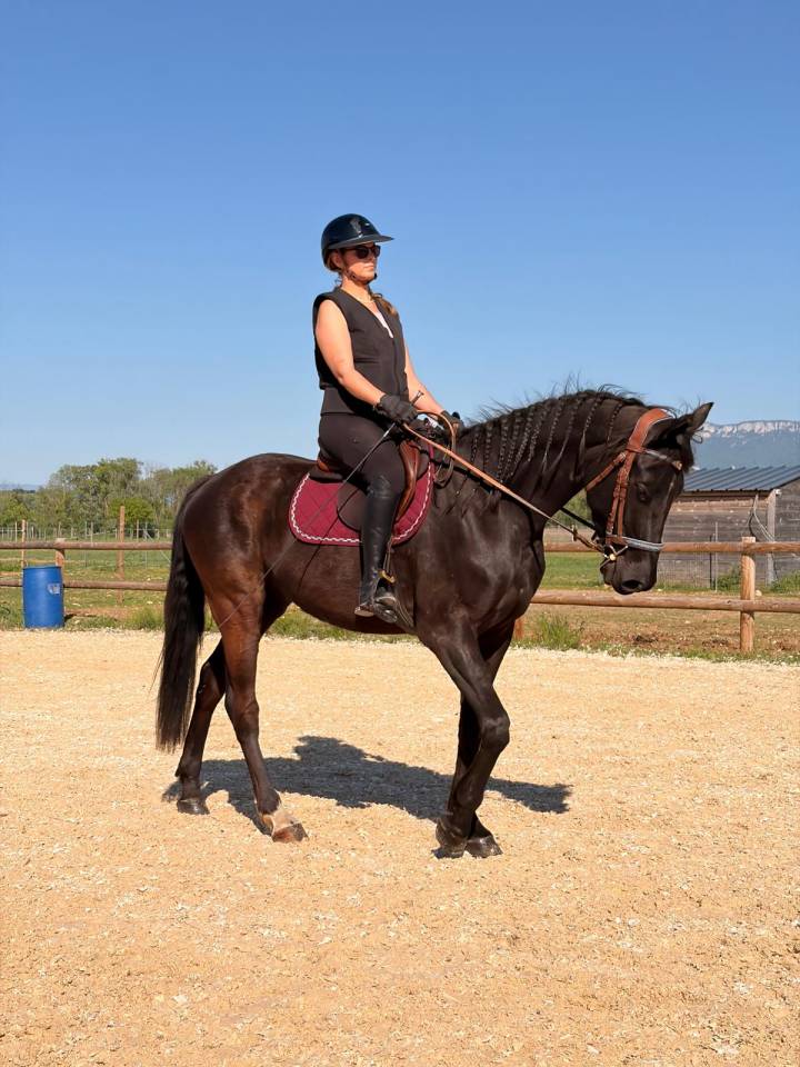 Magnifique Hongre Arabo-Frison &ndash; 4 ans