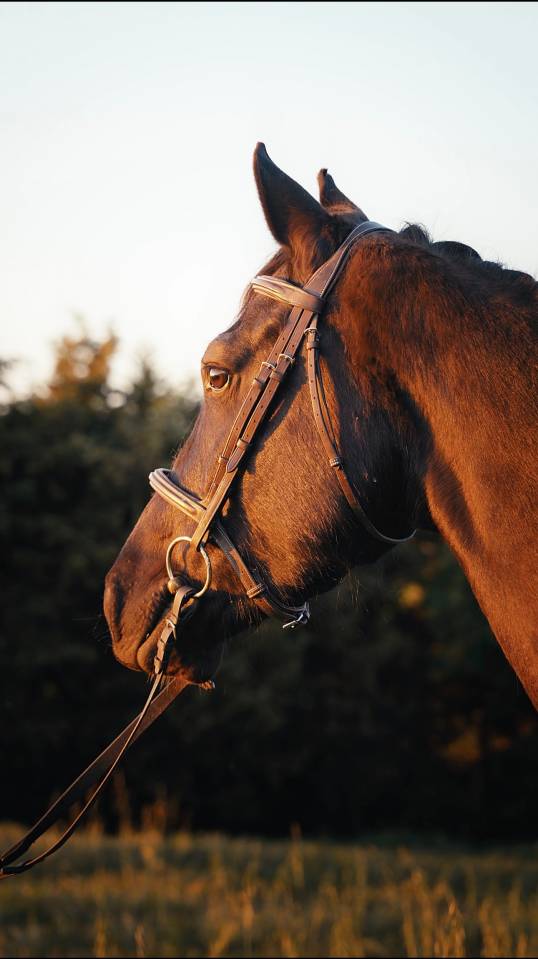 Magnifique Hongre Arabo-Frison &ndash; 4 ans