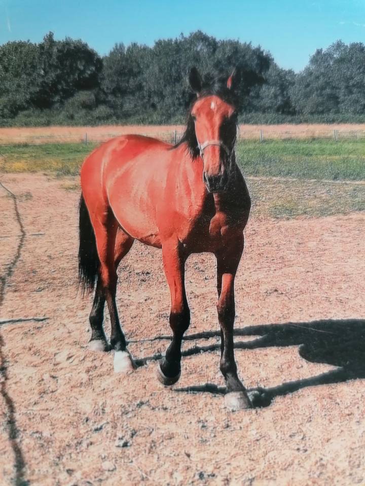 Jument trotteuse r&eacute;form&eacute;e 