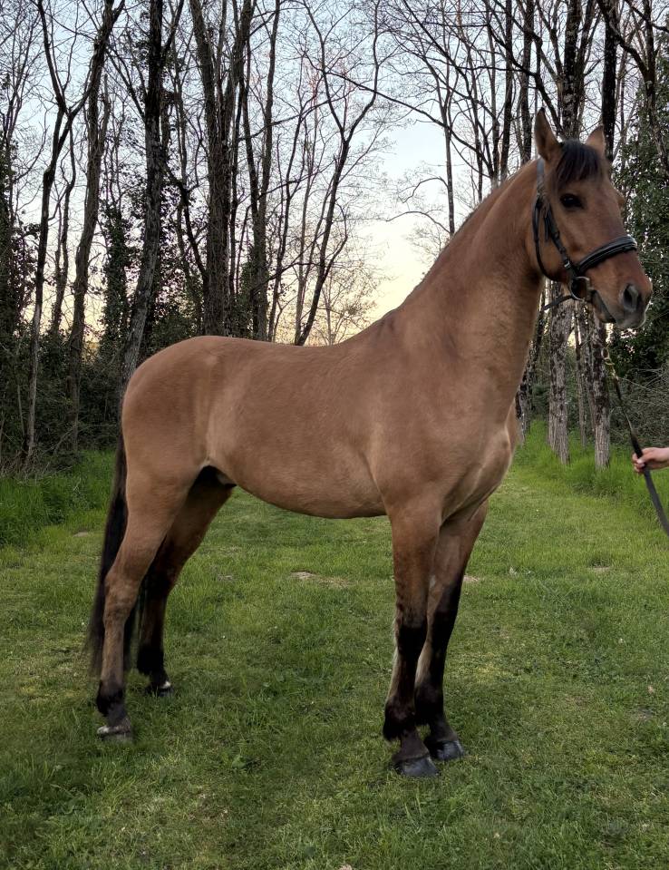 Cruzado 8 ans Hongre