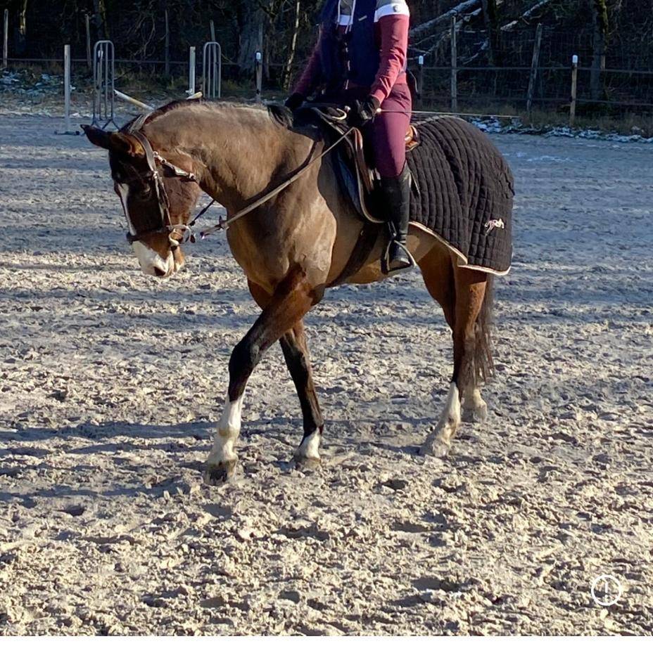 Joli hongre SF PP 13 ans